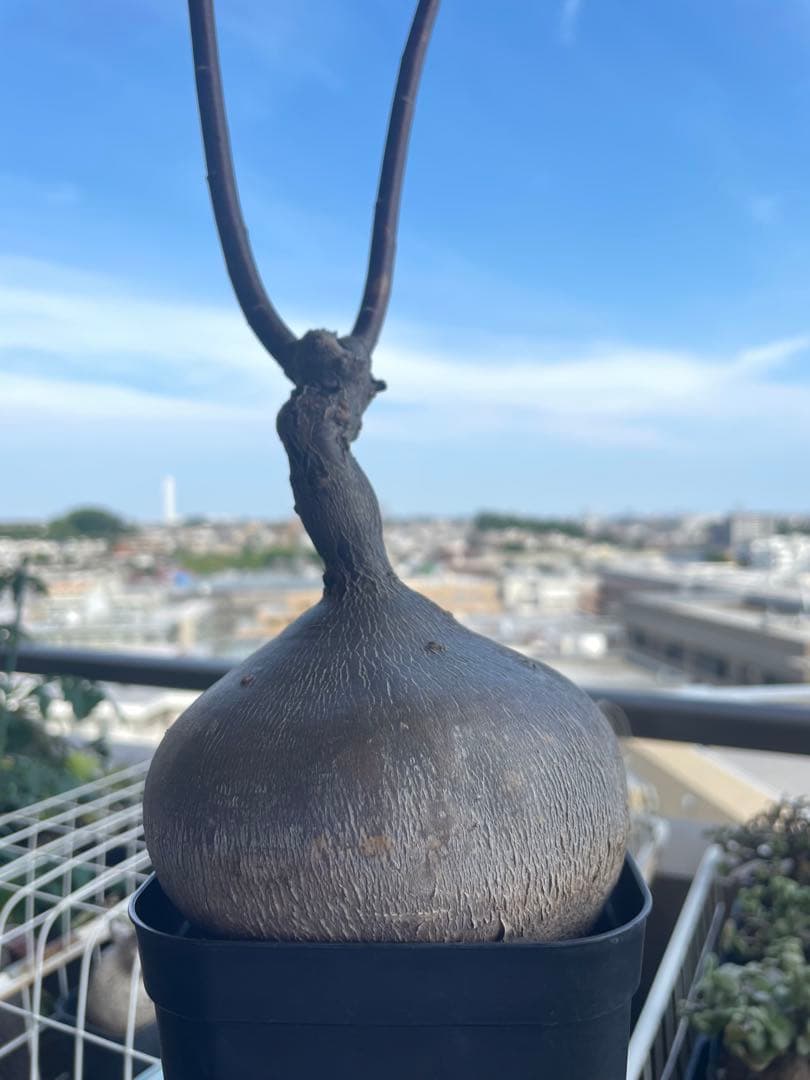 ユーフォルビア・ヘディオトイデス　コーデックス　塊根