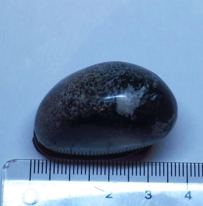 ミニ菊花石　根尾菊花石　孔雀石　糸菊　水石　鑑賞石　紋様石　盆栽