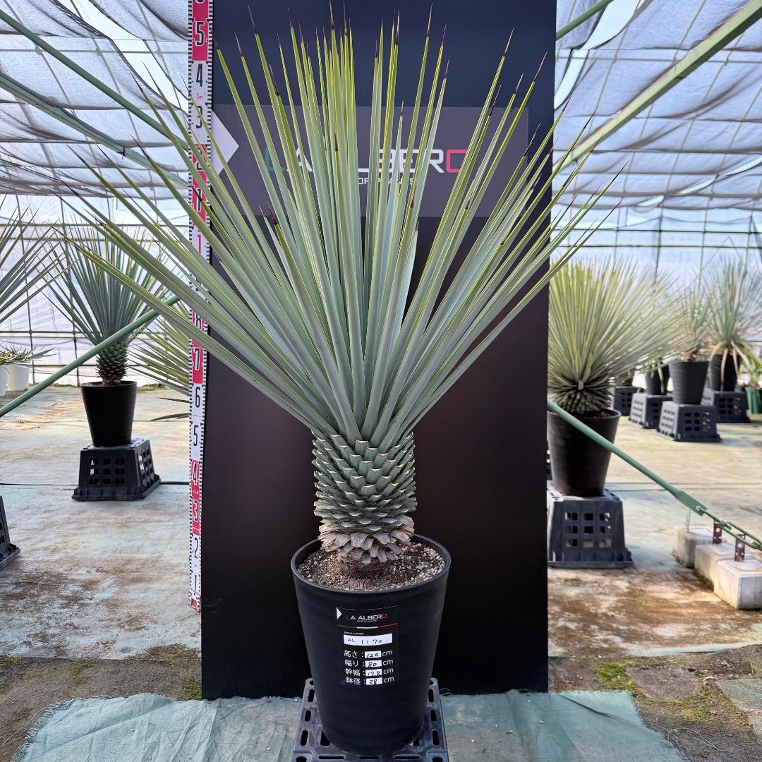 【AL1170】ユッカ　リギダ