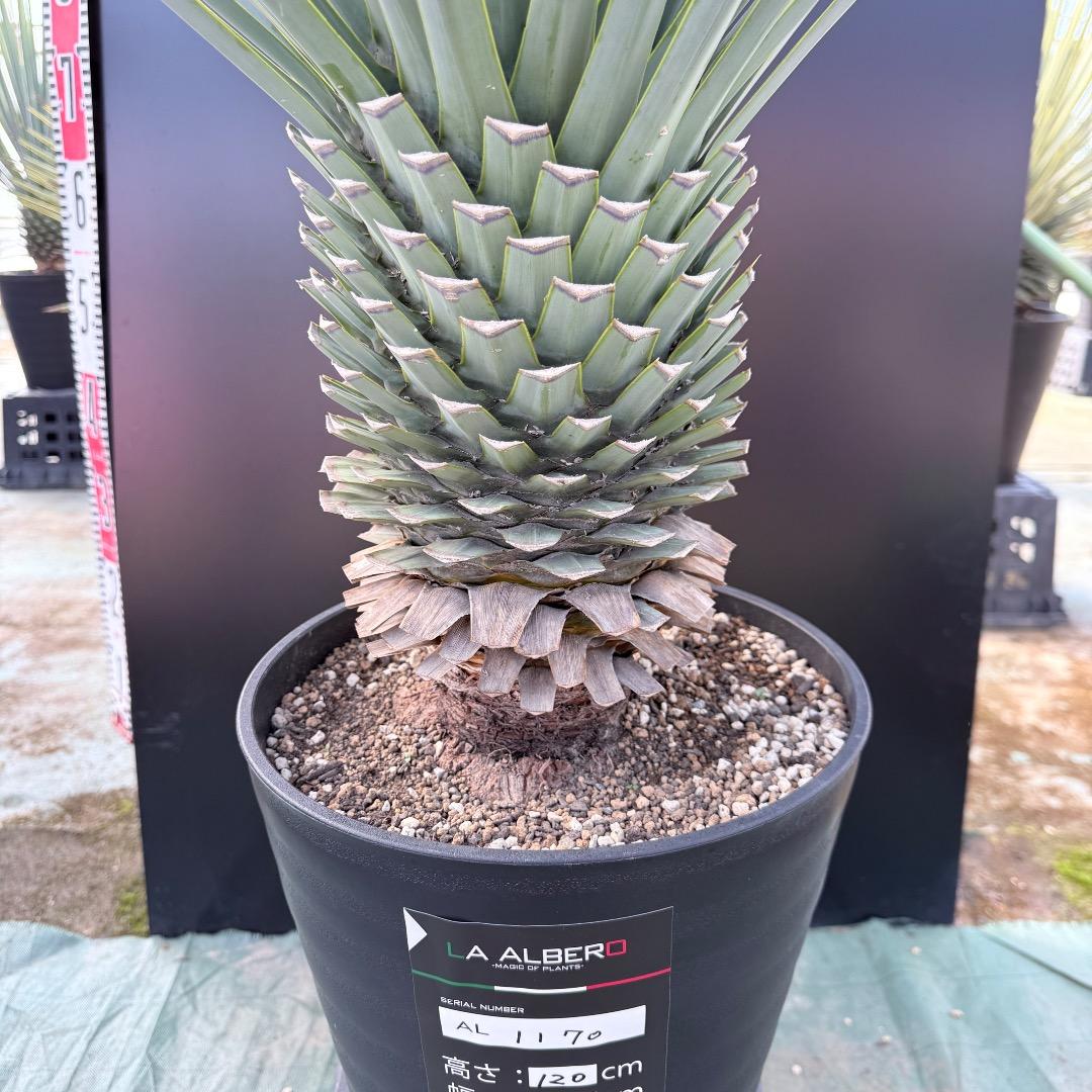 【AL1170】ユッカ　リギダ