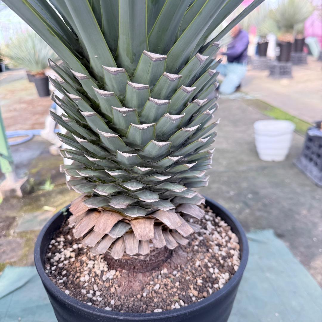 【AL1170】ユッカ　リギダ