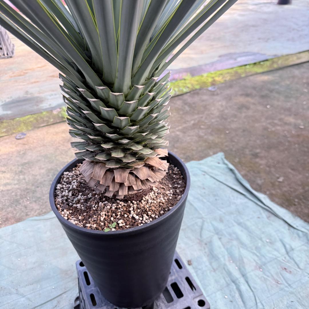 【AL1170】ユッカ　リギダ