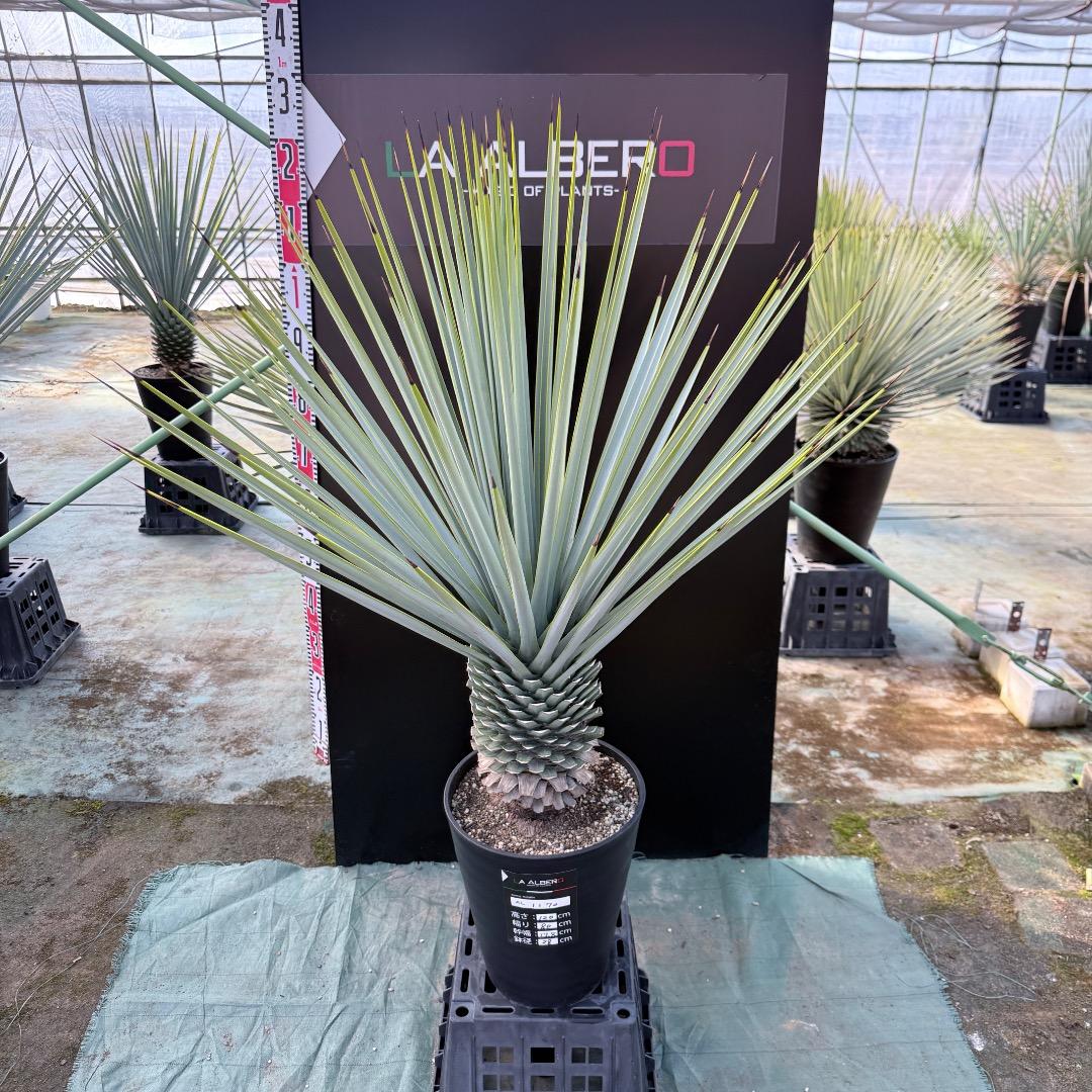 【AL1170】ユッカ　リギダ