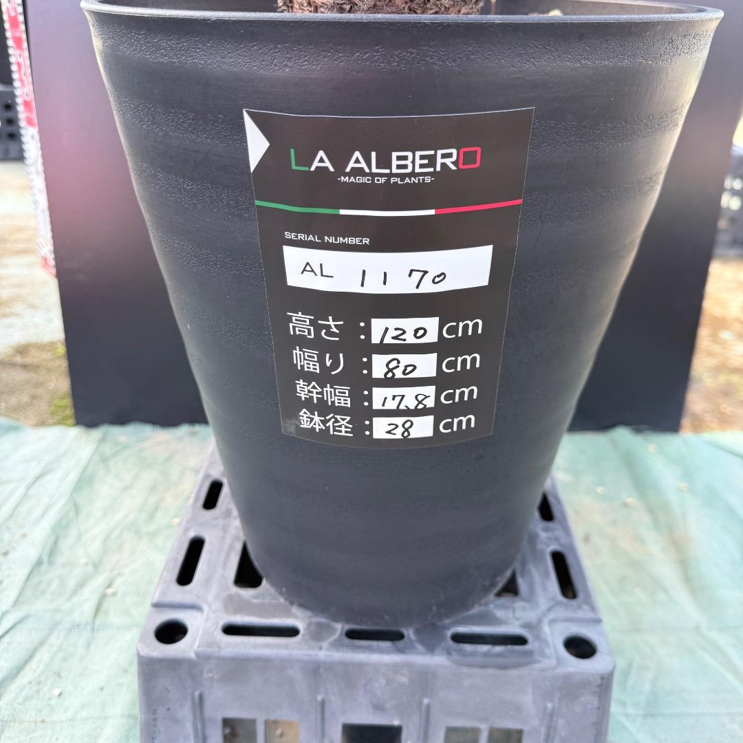 【AL1170】ユッカ　リギダ