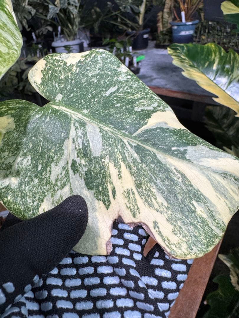 LG2モンステラ　レガシー　美斑入り株