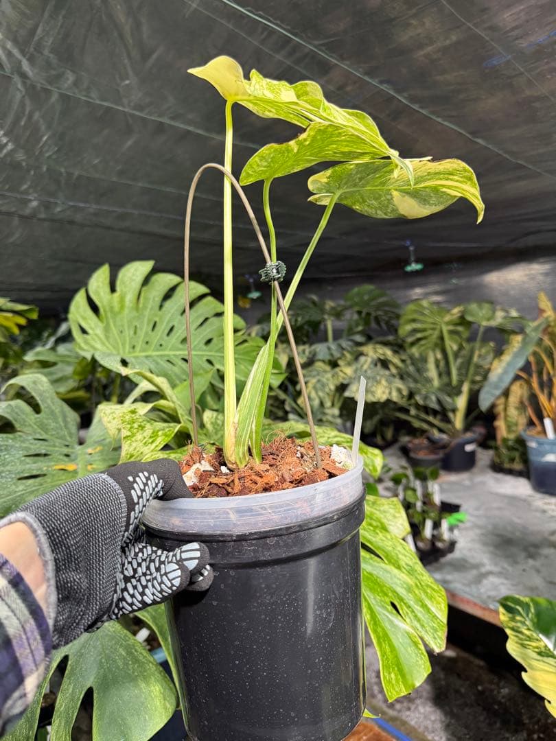 LG2モンステラ　レガシー　美斑入り株