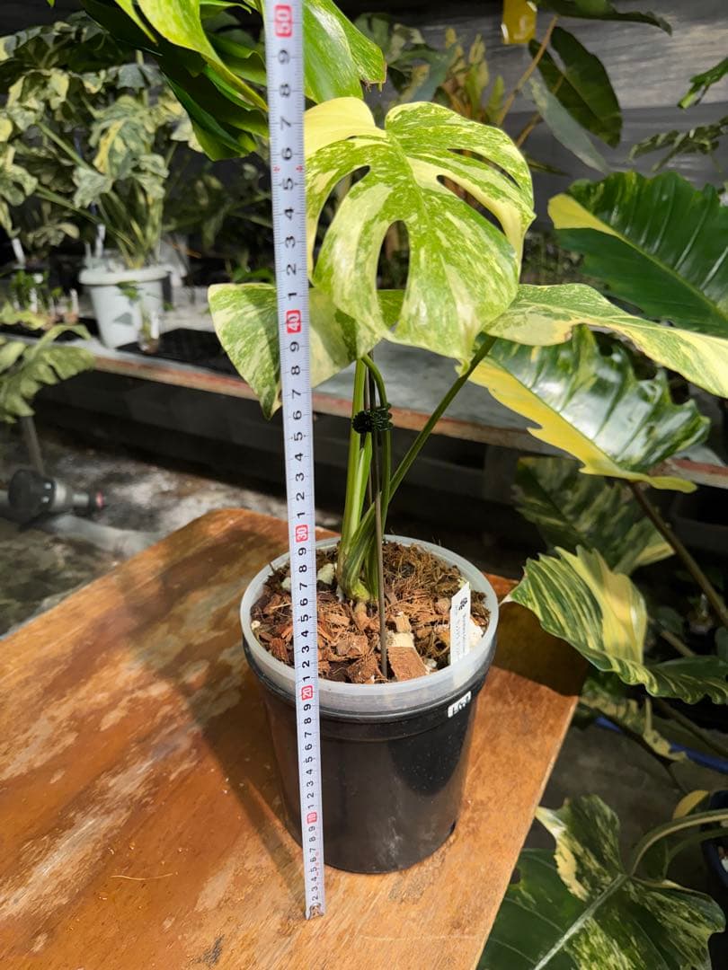 LG2モンステラ　レガシー　美斑入り株