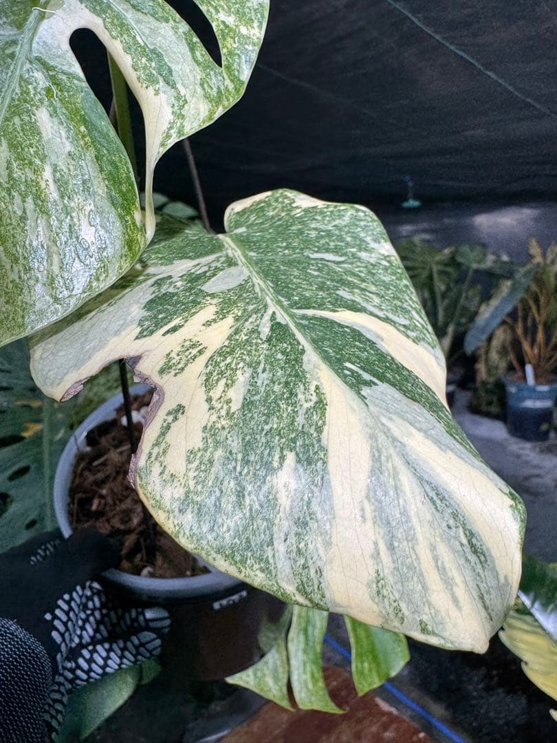 LG2モンステラ　レガシー　美斑入り株