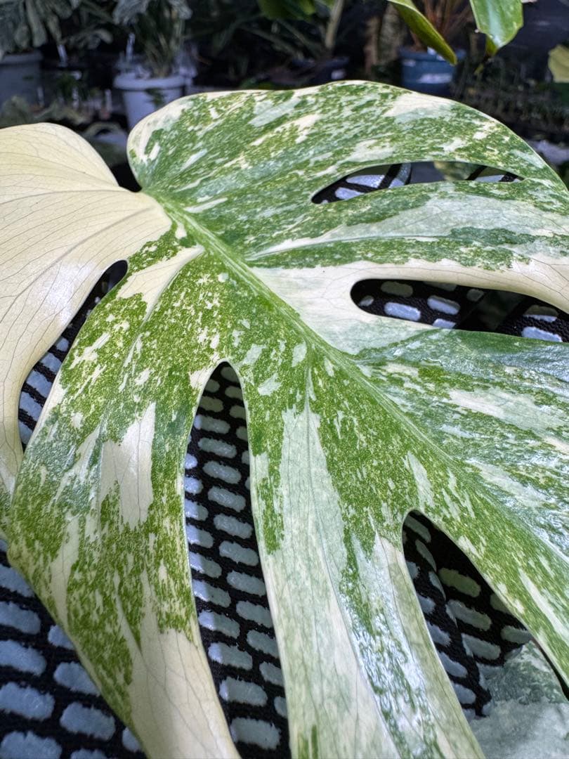 LG2モンステラ　レガシー　美斑入り株