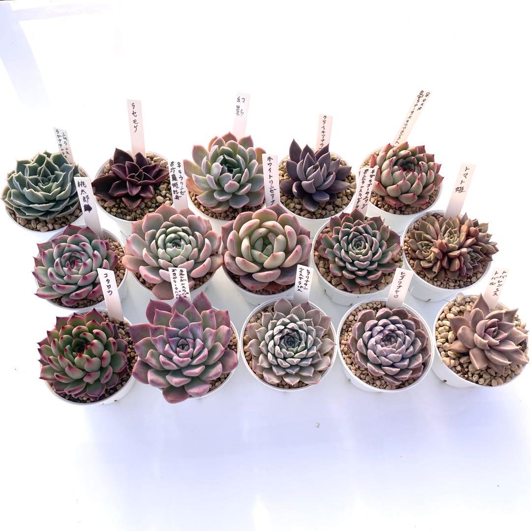 か*ん様 エケベリア 15種類まとめ売り 多肉 桃太郎 トマト姫 トバレンシス