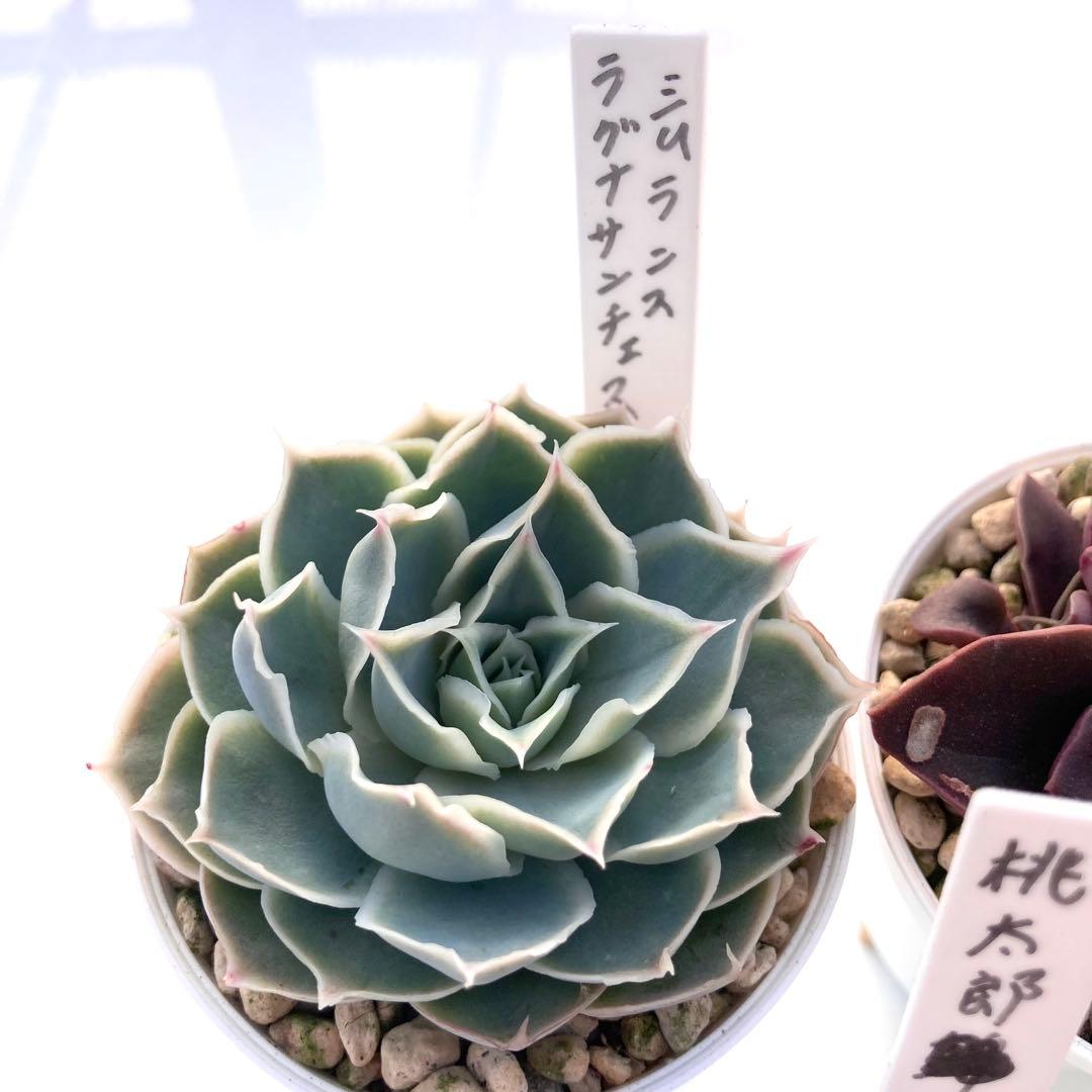 か*ん様 エケベリア 15種類まとめ売り 多肉 桃太郎 トマト姫 トバレンシス