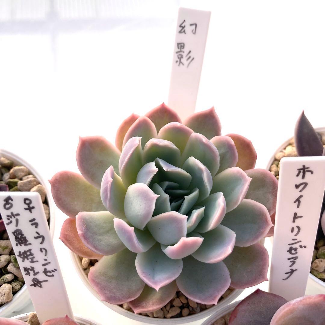 か*ん様 エケベリア 15種類まとめ売り 多肉 桃太郎 トマト姫 トバレンシス