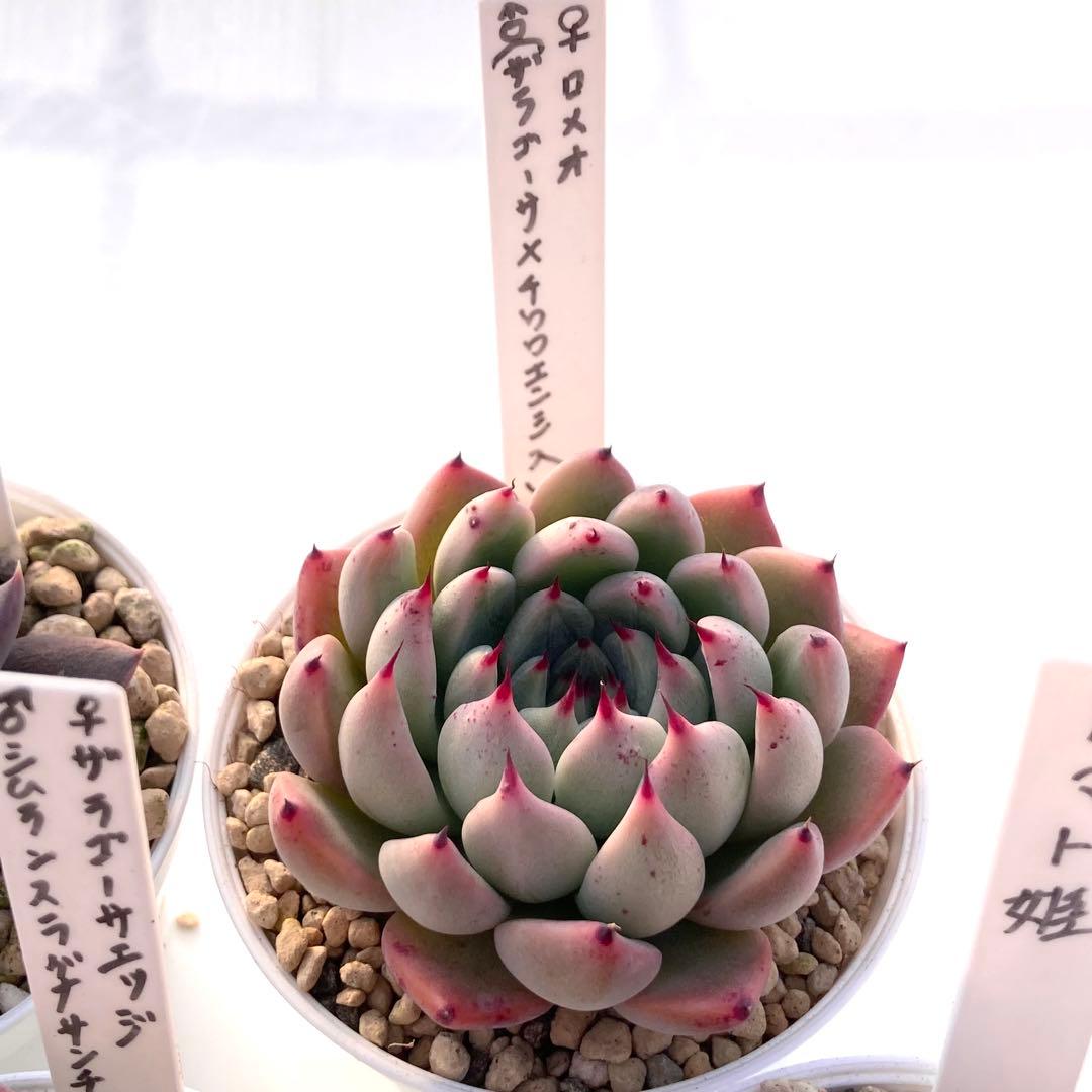 か*ん様 エケベリア 15種類まとめ売り 多肉 桃太郎 トマト姫 トバレンシス