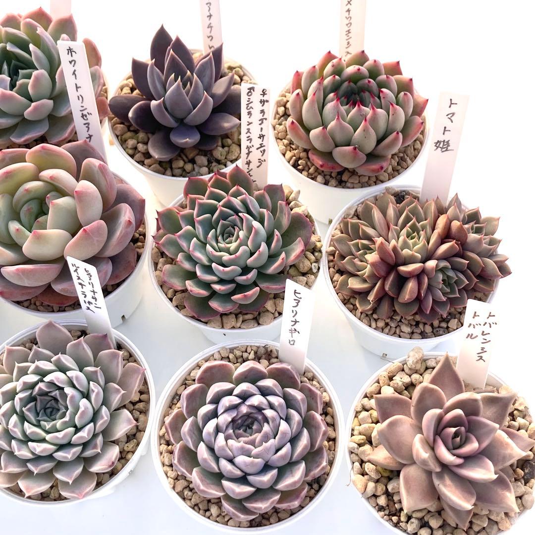 か*ん様 エケベリア 15種類まとめ売り 多肉 桃太郎 トマト姫 トバレンシス