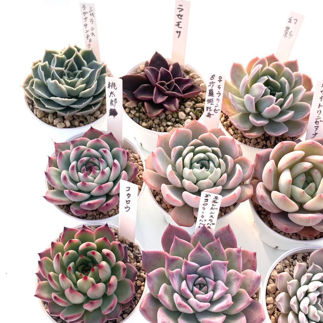 か*ん様 エケベリア 15種類まとめ売り 多肉 桃太郎 トマト姫 トバレンシス
