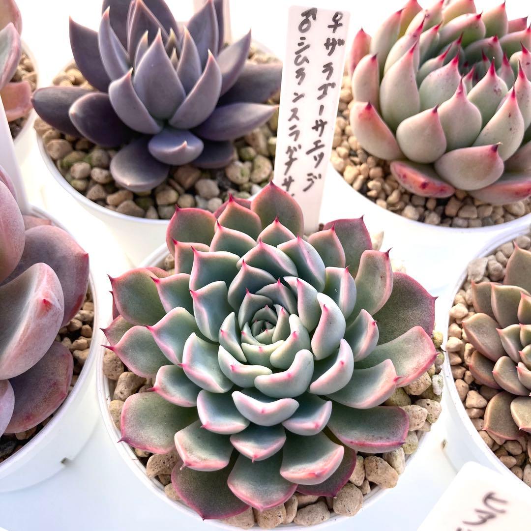 か*ん様 エケベリア 15種類まとめ売り 多肉 桃太郎 トマト姫 トバレンシス
