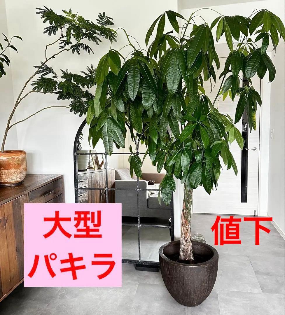 値下●引取り希望●大型　パキラ 180cm ねじりパキラ 観葉植物 植木 庭木