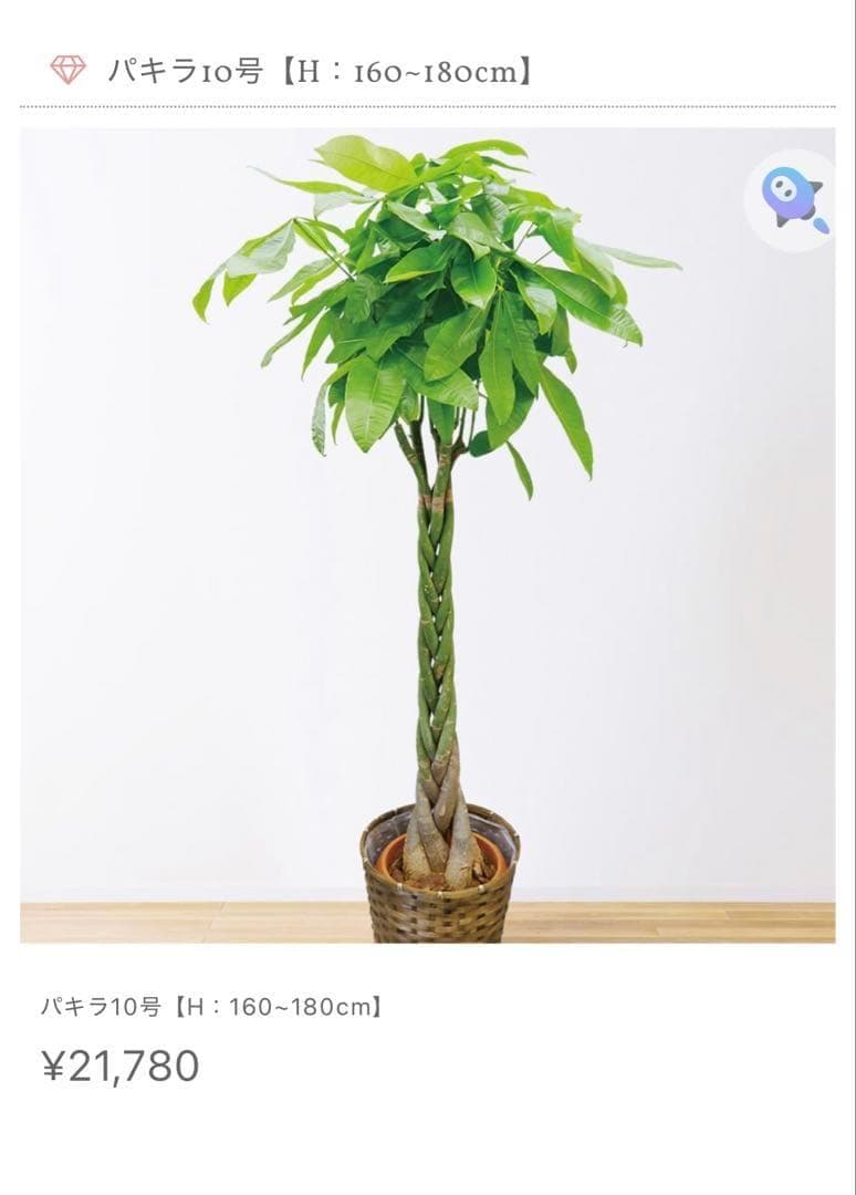 値下●引取り希望●大型　パキラ 180cm ねじりパキラ 観葉植物 植木 庭木