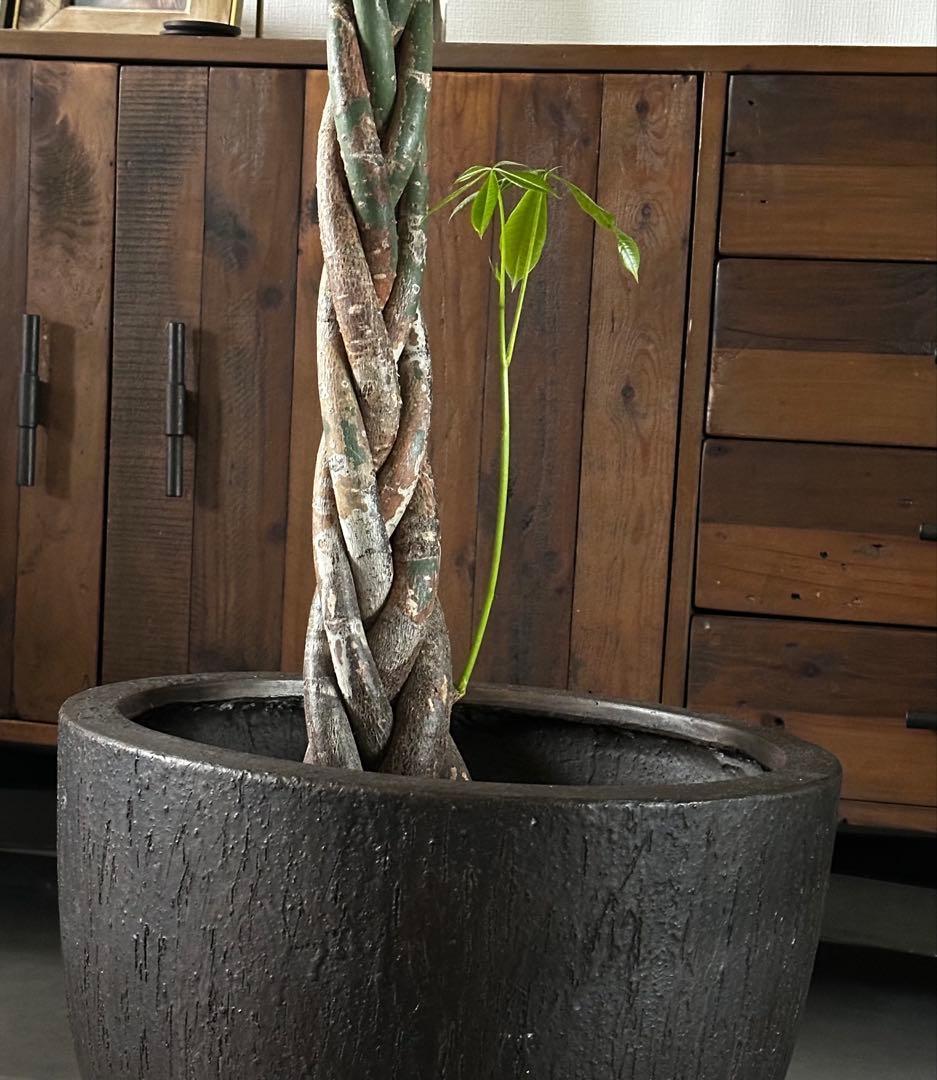 値下●引取り希望●大型　パキラ 180cm ねじりパキラ 観葉植物 植木 庭木