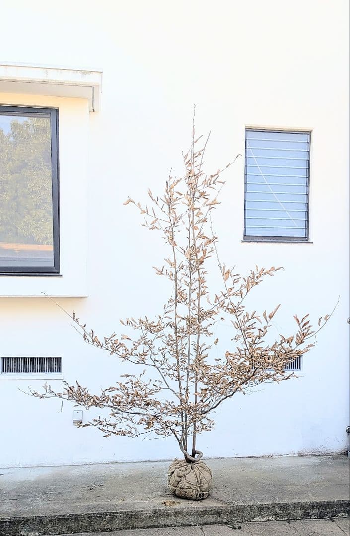 至極。山採りヤマコウバシ。