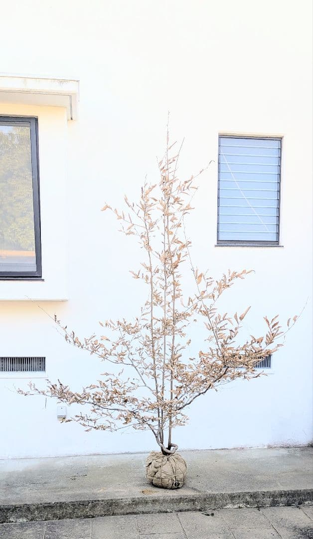 至極。山採りヤマコウバシ。