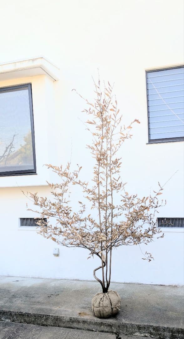 至極。山採りヤマコウバシ。