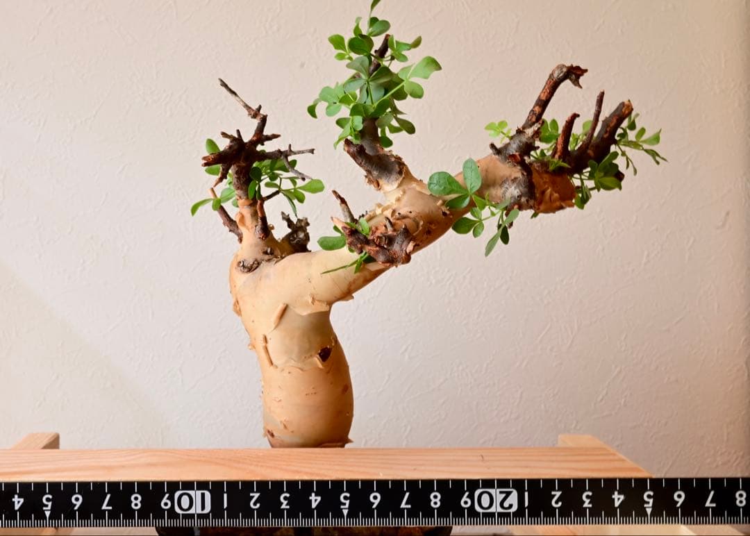 【週末限定セール】コミフォラ ピュアカタフ ソマリア産