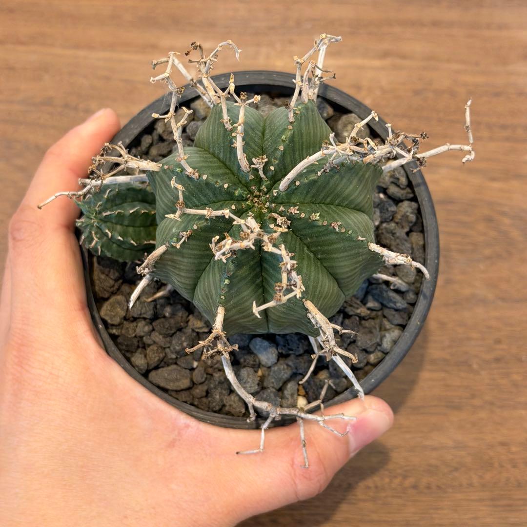 【美株】ユーフォルビア スーパーバリダ 雌株 国内実生株 塊根植物 サボテン