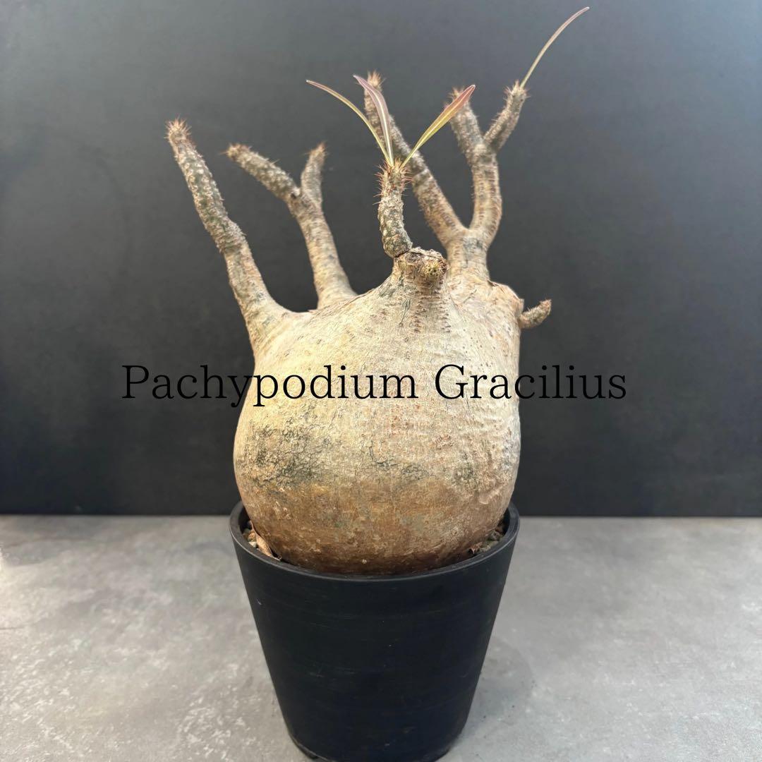 発根済 パキポディウム グラキリス 現地球 良型 塊根植物 コレクション株