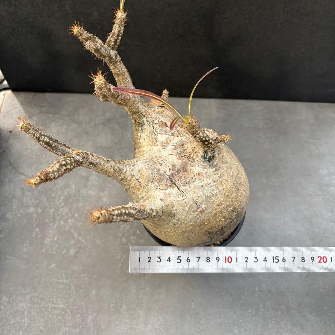 発根済 パキポディウム グラキリス 現地球 良型 塊根植物 コレクション株