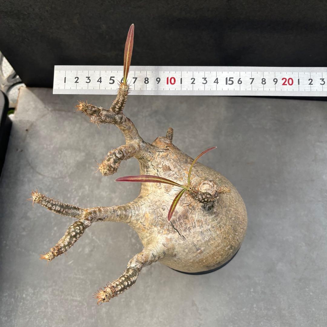 発根済 パキポディウム グラキリス 現地球 良型 塊根植物 コレクション株