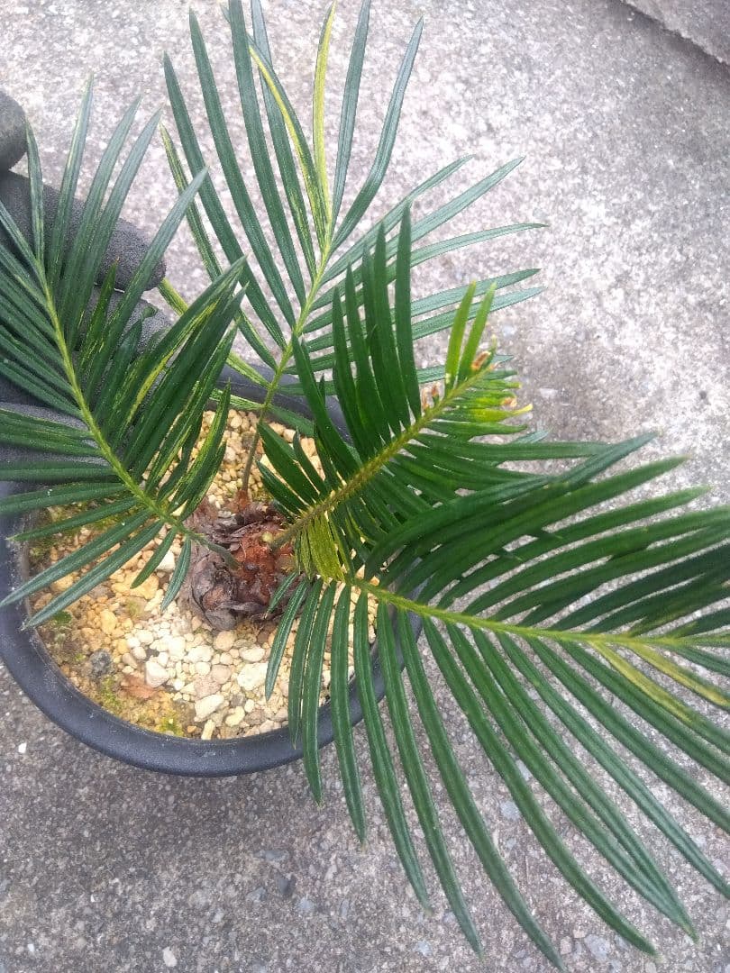 ソテツ　斑入り　５号鉢つき　子株3株つき❗　①