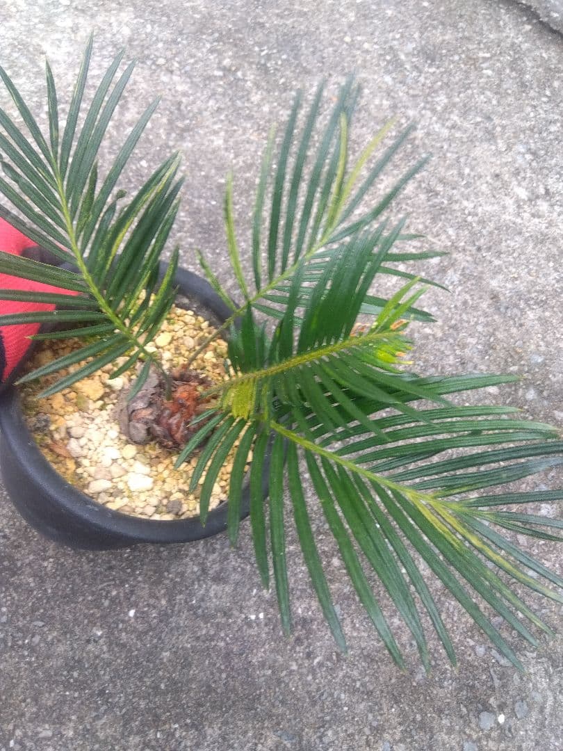 ソテツ　斑入り　５号鉢つき　子株3株つき❗　①