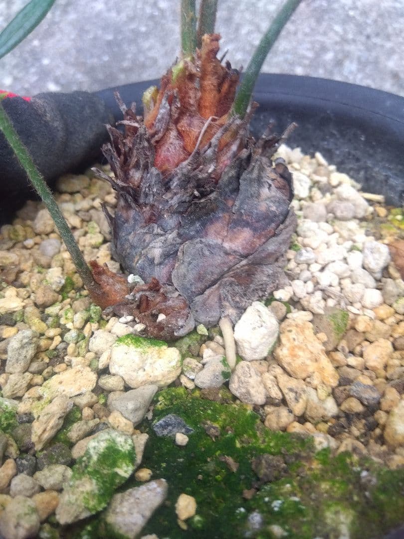 ソテツ　斑入り　５号鉢つき　子株3株つき❗　①