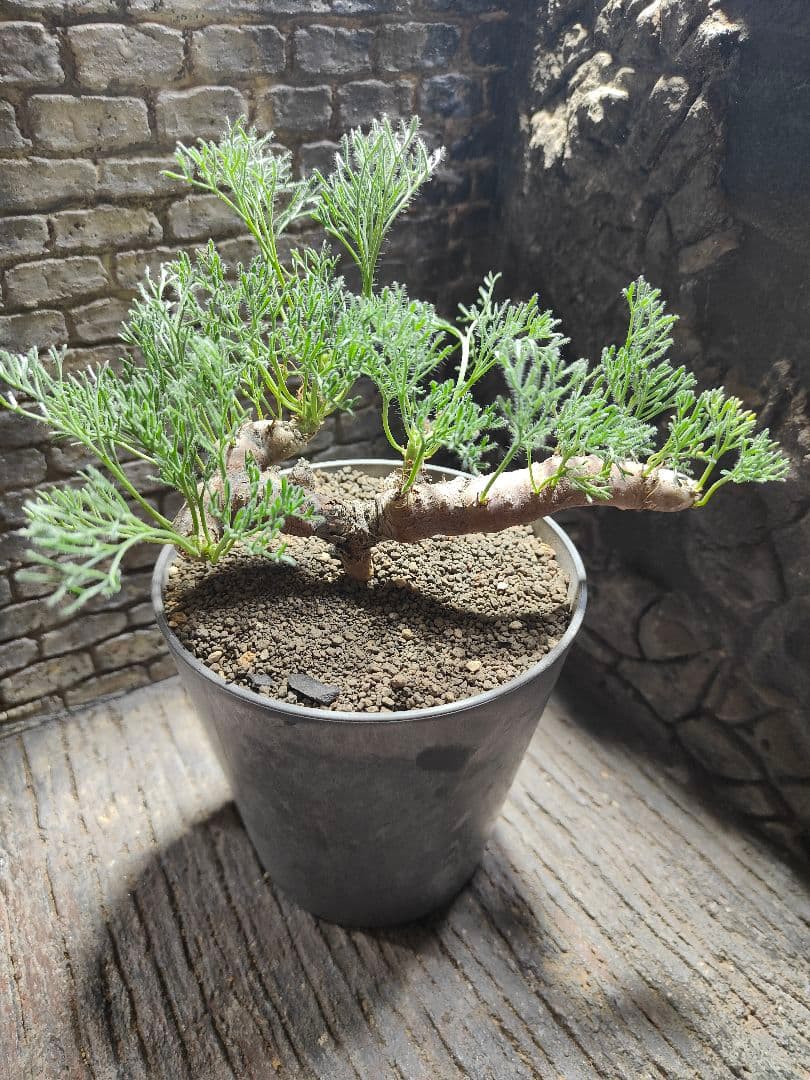 サウコカウロン　ペニクリナム　大株