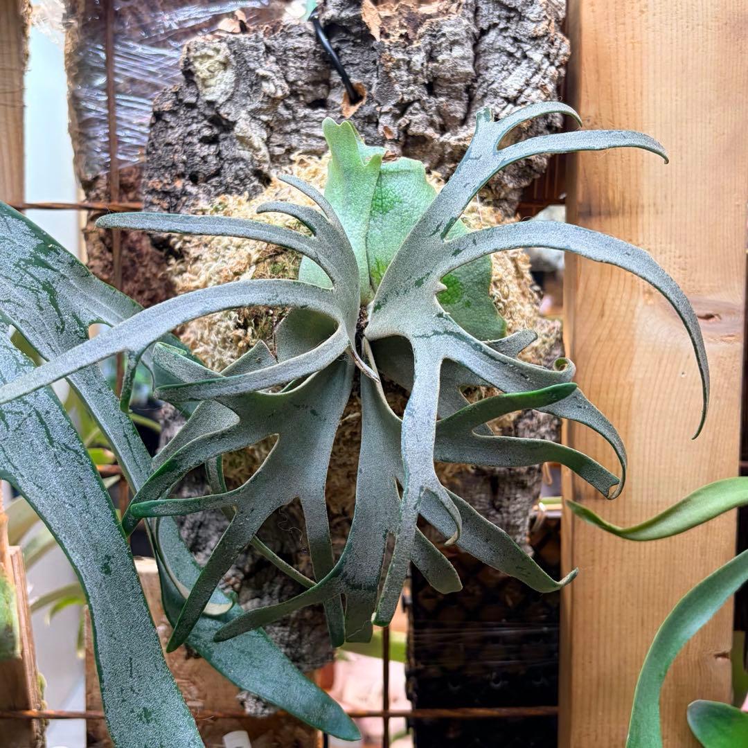 ビカクシダ Jenny TC