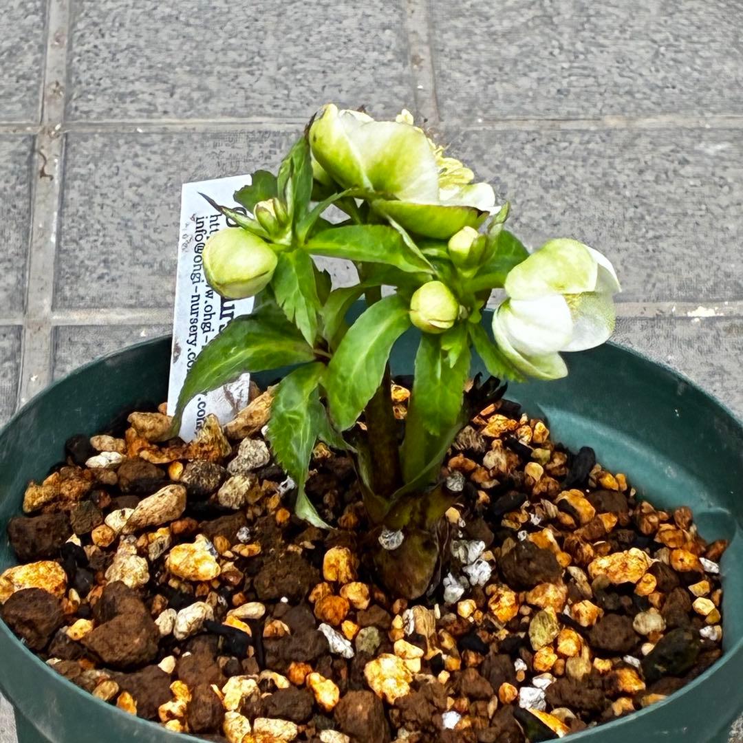 ラ*ク様 3446☘️花タグ付☘️超SD⭐️超小輪⭐️超コンパクト⭐️コロコロ手