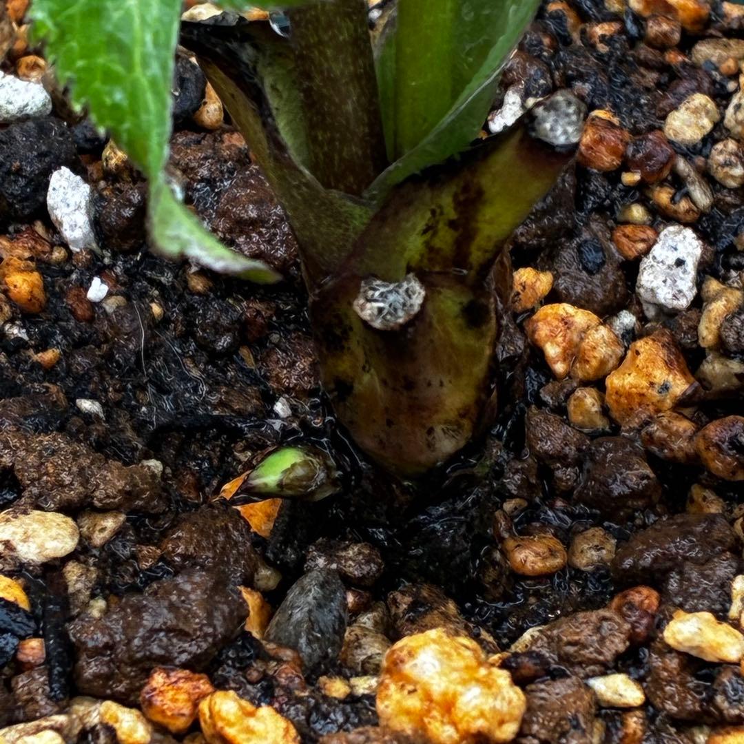 ラ*ク様 3446☘️花タグ付☘️超SD⭐️超小輪⭐️超コンパクト⭐️コロコロ手