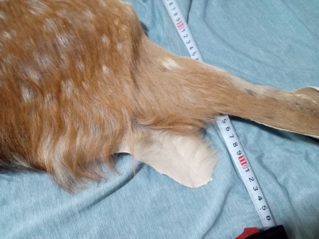 天然日本鹿の夏毛　ラグ