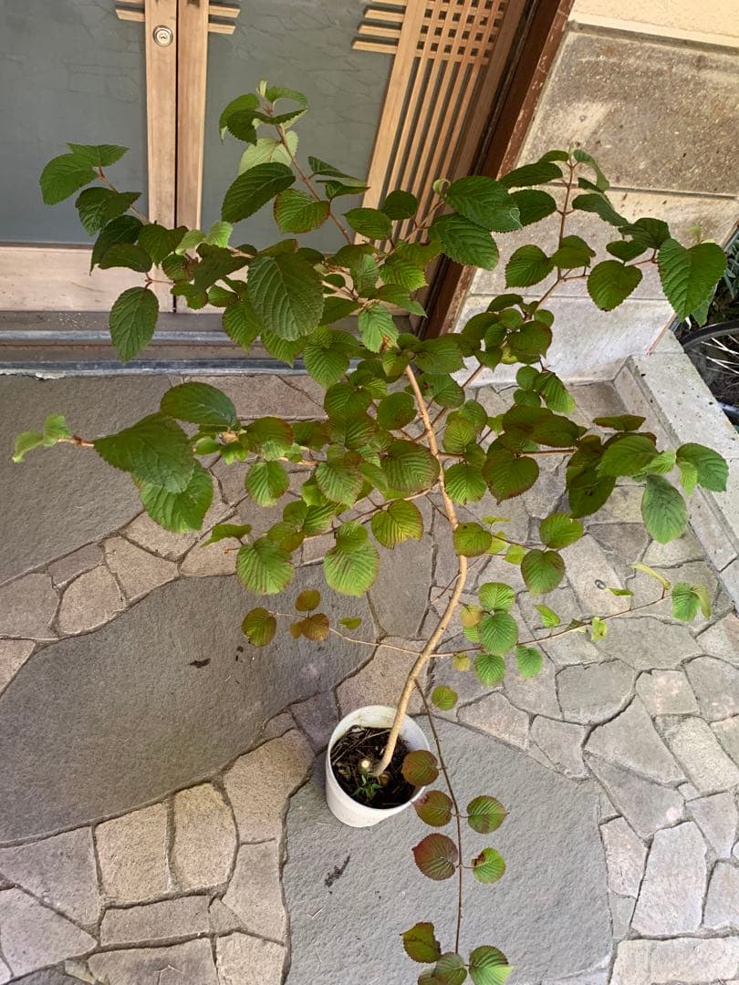 大手毬　白 オオデマリ　ビバーナム　庭木　ガーデニング