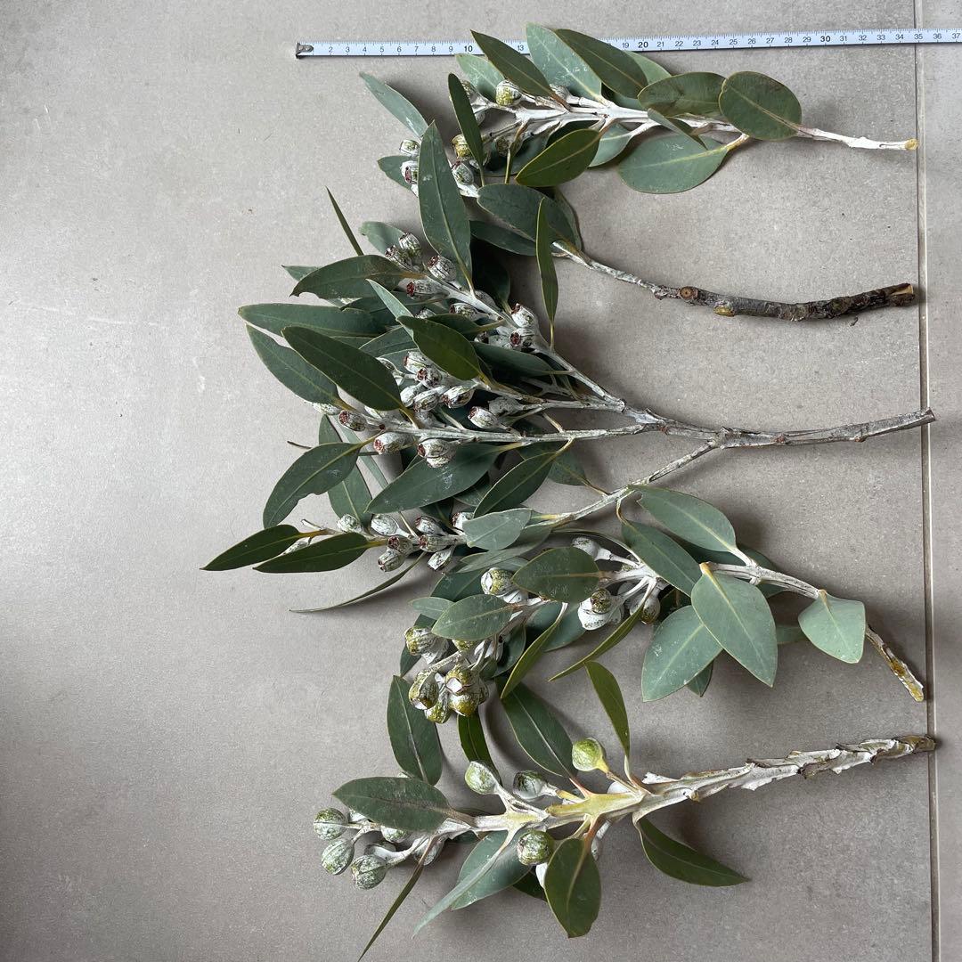 1.テトラゴナナッツ　フレッシュ生花　ユーカリ