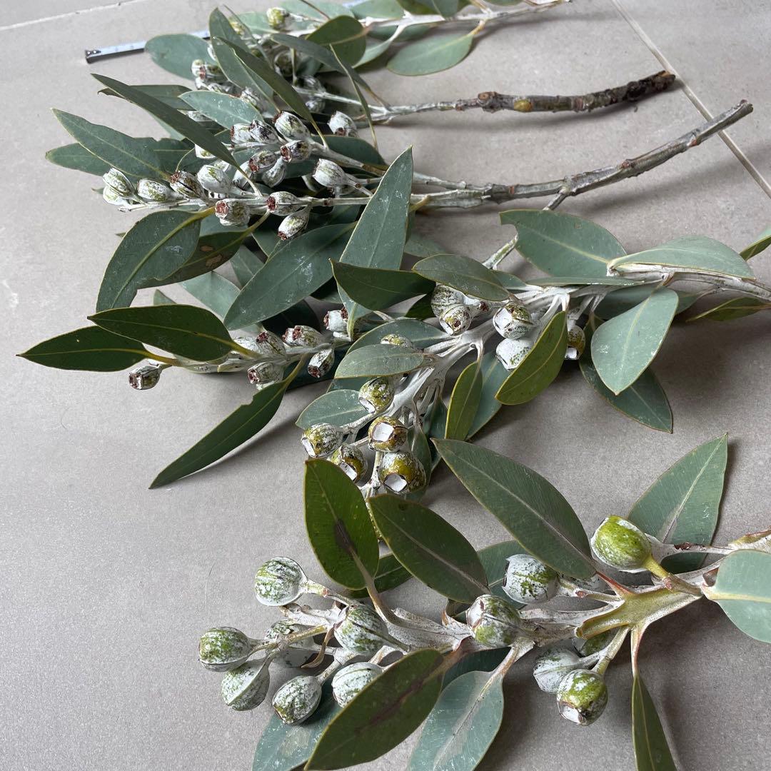 1.テトラゴナナッツ　フレッシュ生花　ユーカリ