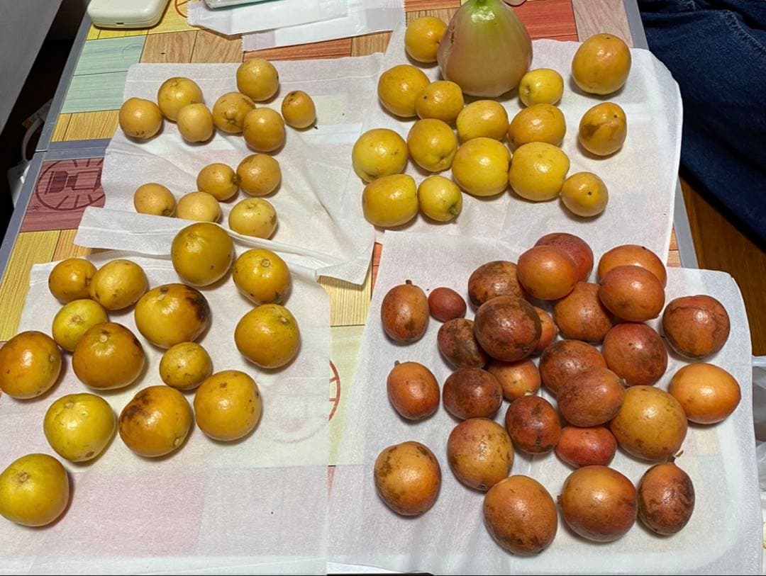 【熱帯果樹：10本セット】ランバイ（Baccaurea motleyana）