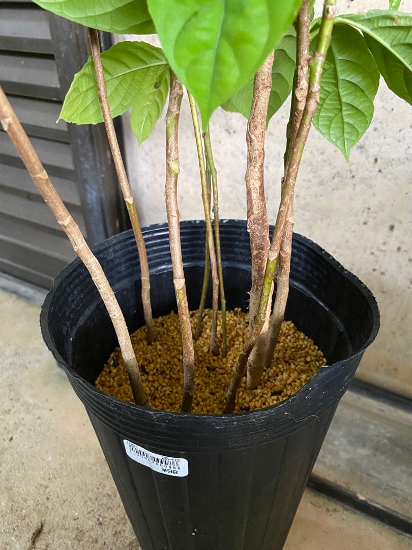 【熱帯果樹：10本セット】ランバイ（Baccaurea motleyana）