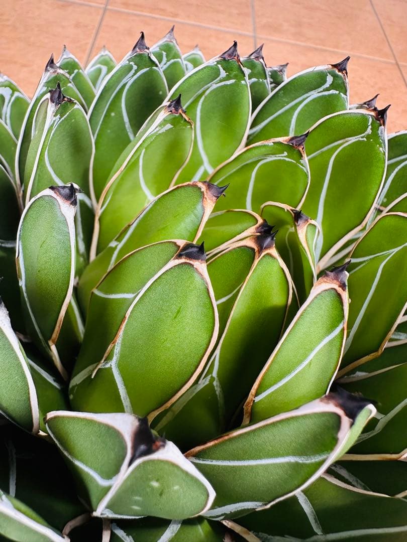 アガベ　笹の雪　短葉　 極上　大株　球型　美株　ドライガーデン　鉢ごと