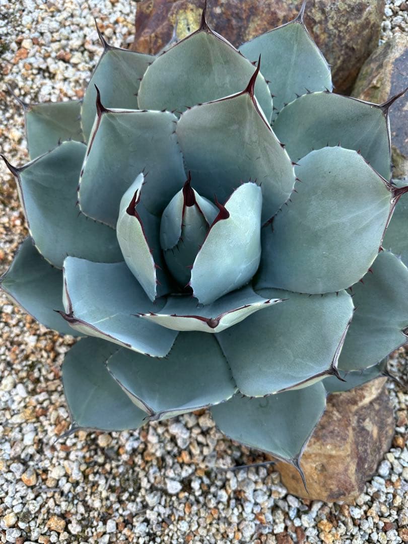 パリー　トランカータ　ハンティントン　選抜株　大株