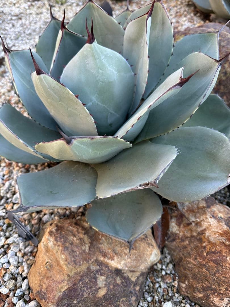 パリー　トランカータ　ハンティントン　選抜株　大株