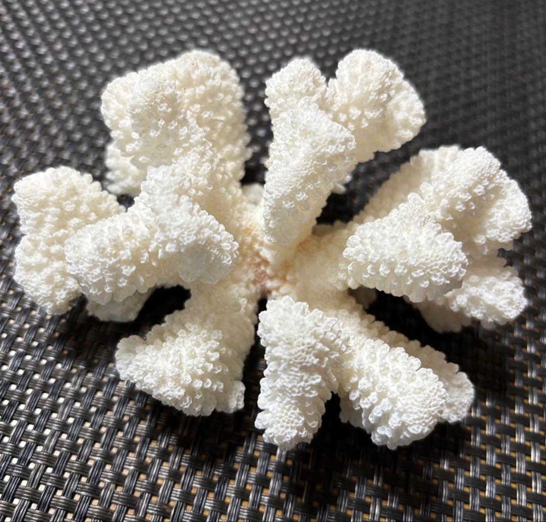 ホワイトサンゴの置物