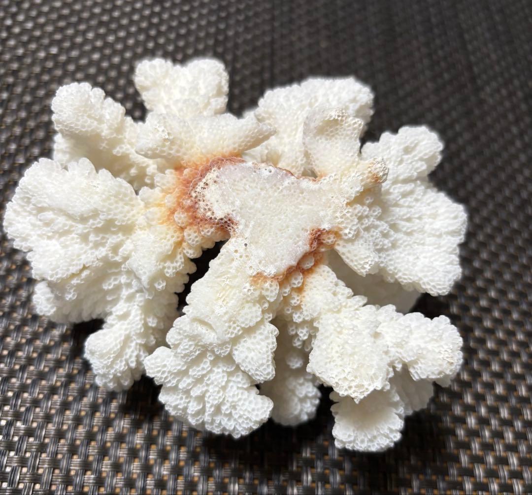 ホワイトサンゴの置物