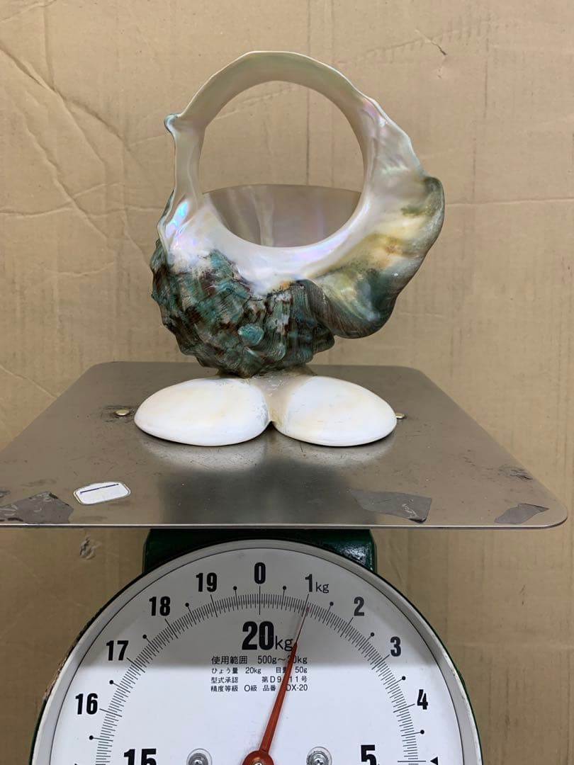 夜光貝　加工品　1.1kg